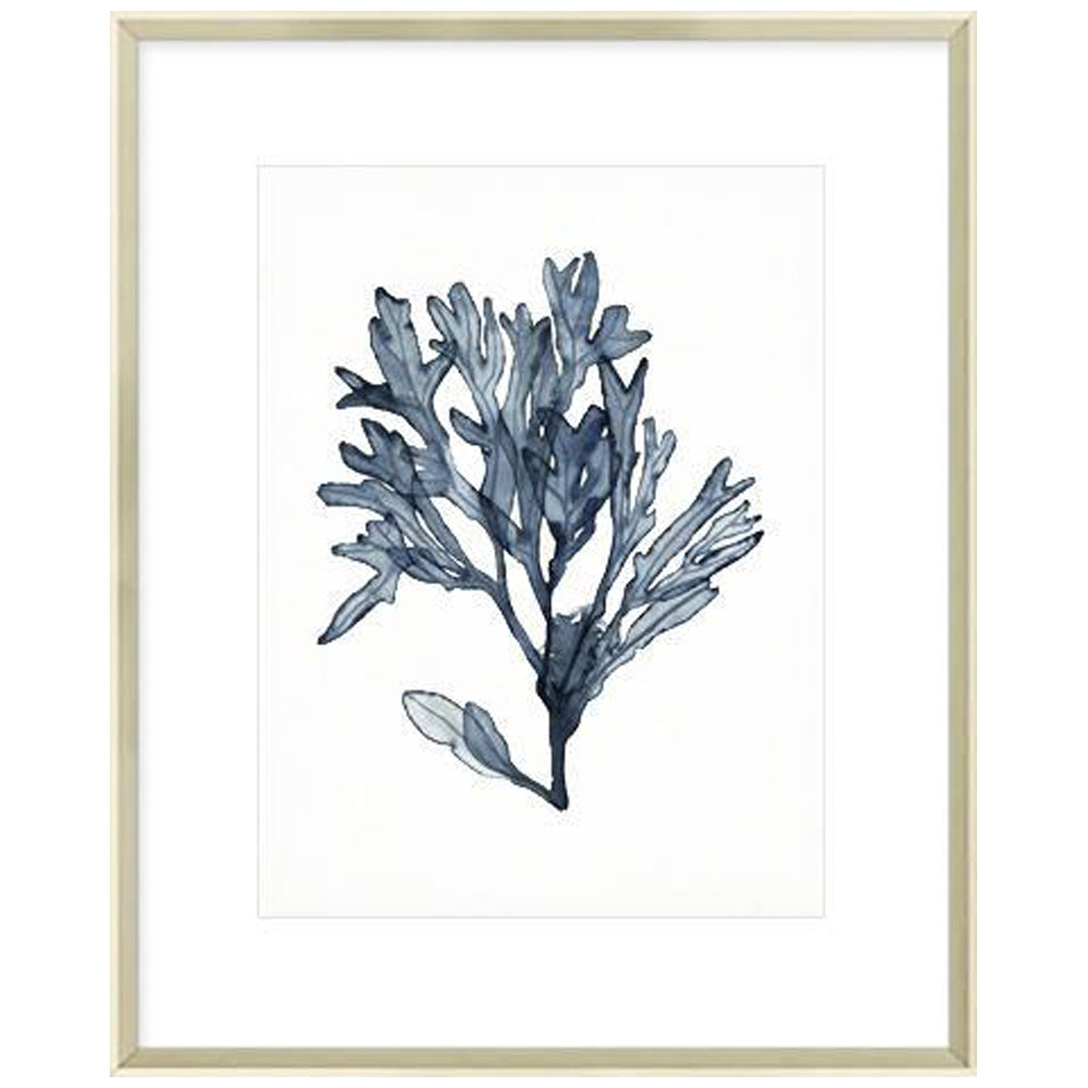 Seaweed Specimens II Framed Print-Bibilo