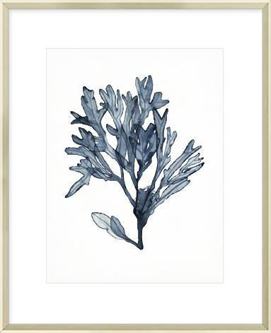 Seaweed Specimens II Framed Print-Bibilo
