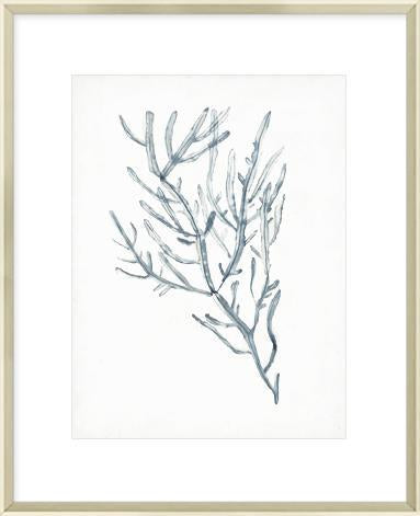 Seaweed Specimens III Framed Print-Bibilo