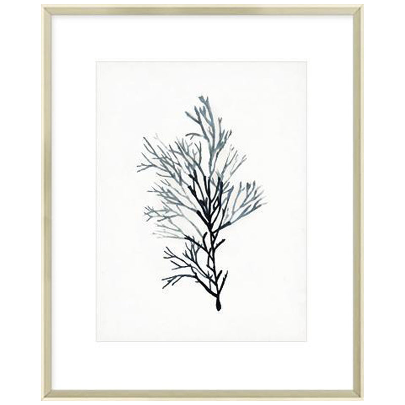 Seaweed Specimens IV Framed Print-Bibilo