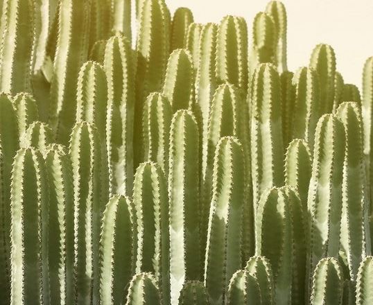 Pink Sky Cactus Framed Print-Bibilo