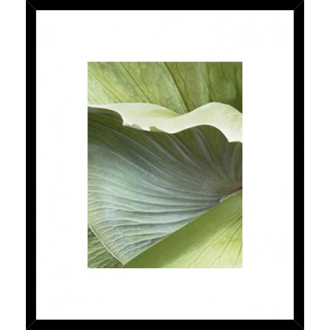 Banana Leaf I Framed Print-Bibilo