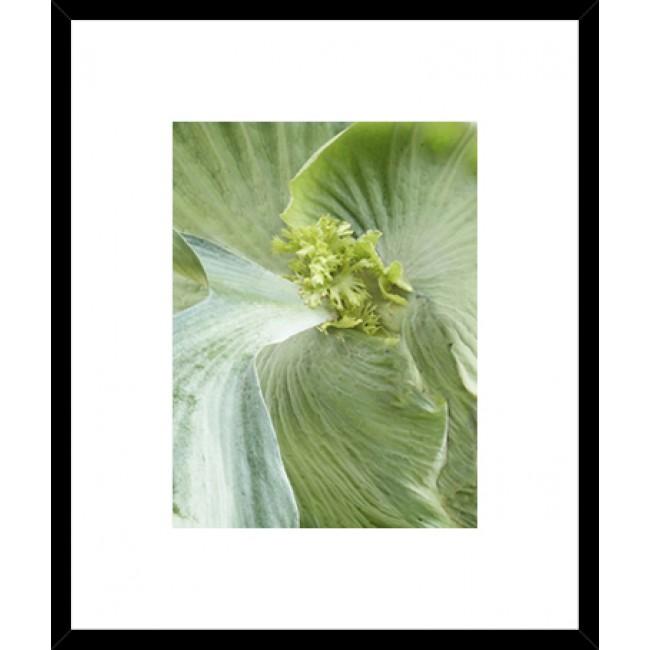 Banana Leaf II Framed Print-Bibilo